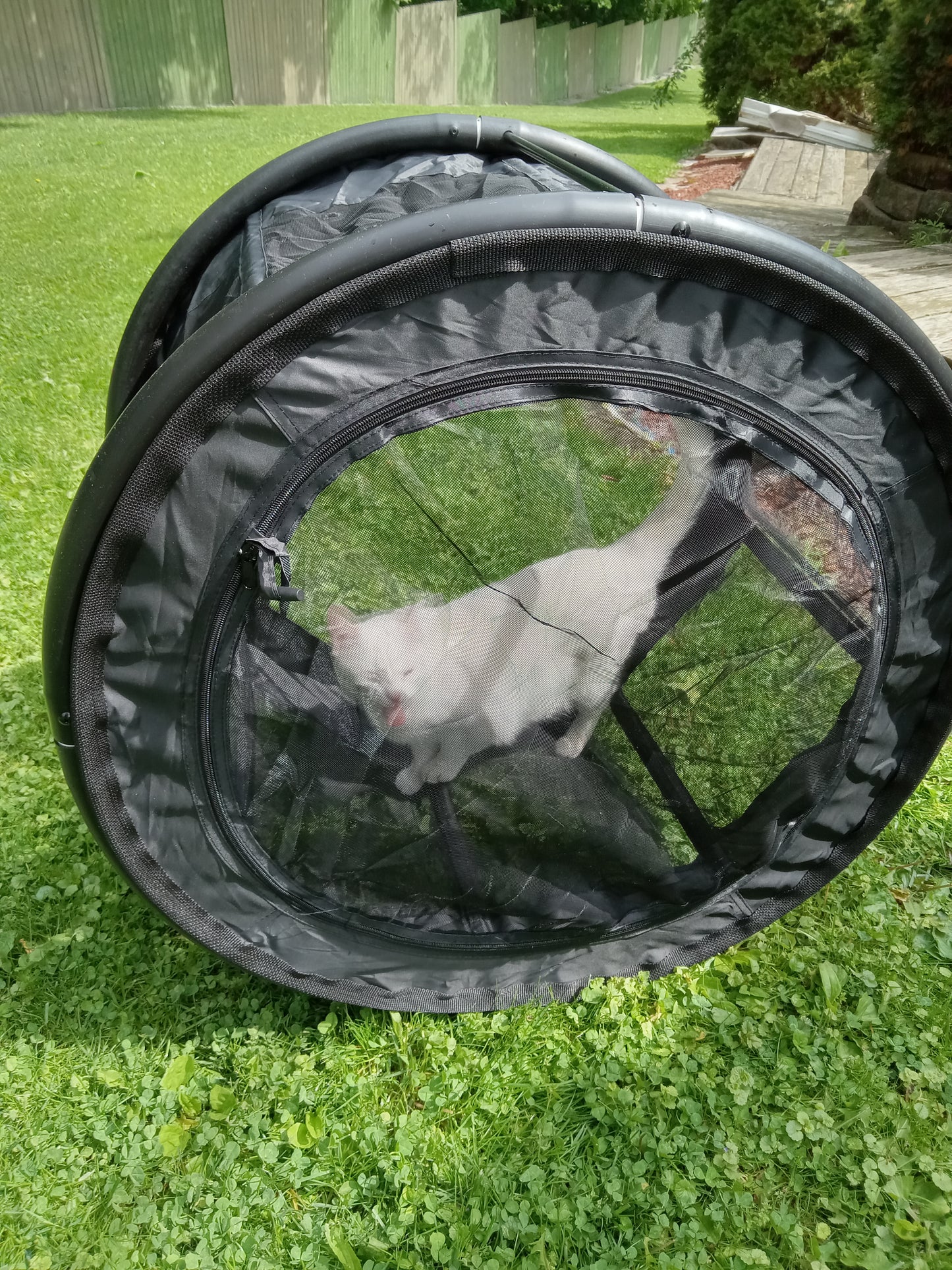 Kitty Cruiser " Black Cat" edition